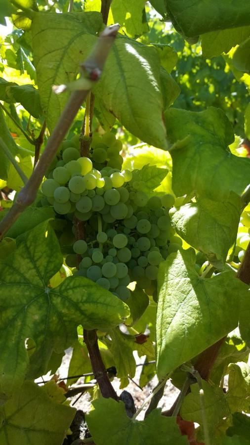 Quinta Do Acipreste ラメゴ エクステリア 写真