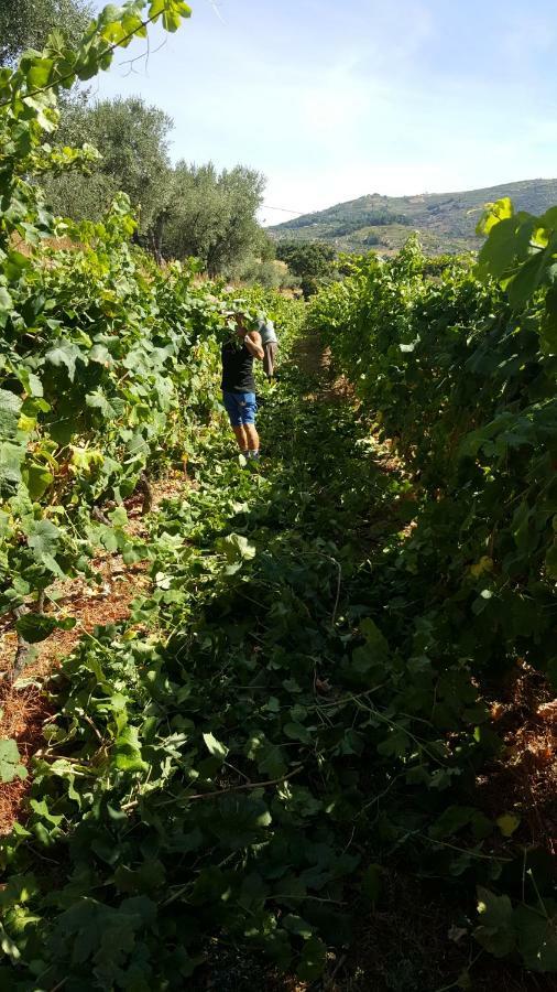 Quinta Do Acipreste ラメゴ エクステリア 写真